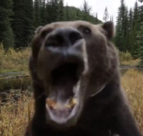 Urso Batendo Punheta Meme