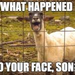 Screaming goat Meme Generator - Imgflip