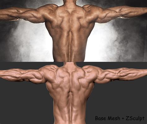 Back Muscles Anatomy
