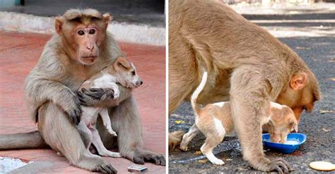 Macaco Para Vender Filhote
