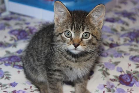 ADORABLE BROWN TABBY KITTEN Graphic by JLBIMAGES · Creative Fabrica