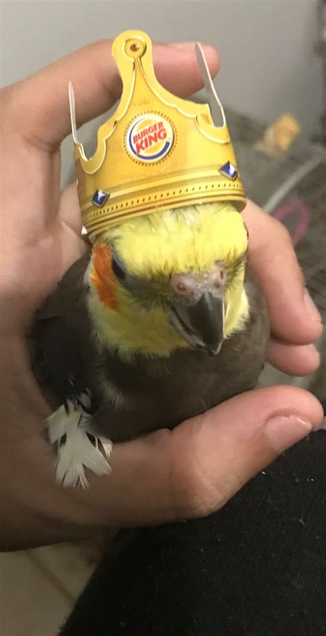 Funny parrots cute parrots and macaws parrots – Artofit