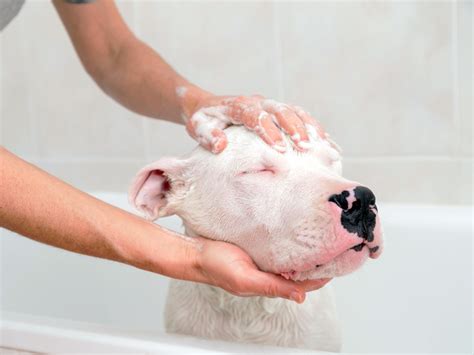 wash  dog  safe  effective grooming techniques