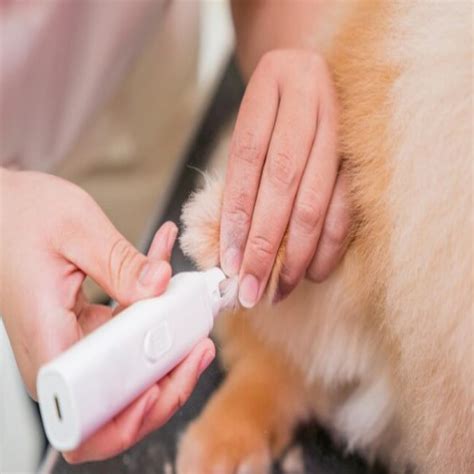 how to use a dog nail grinder with guard