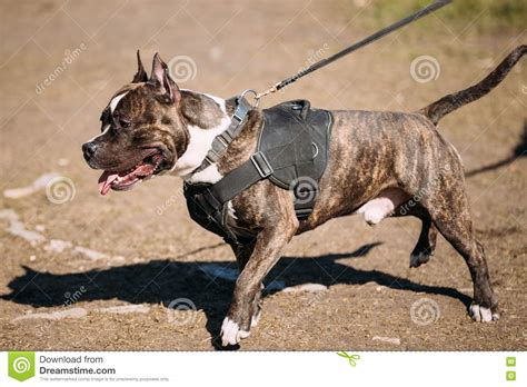 Dog American Staffordshire Terrier on Training Outdoor Stock Photo ...
