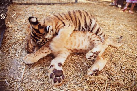 Premium Photo | Cute baby tigers playing in the zoo