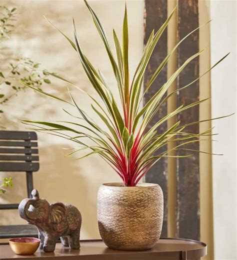 Magic Star™ Cordyline - Southern Living Plants