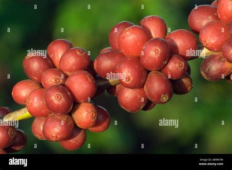 cluster  ripe red coffee berries ready   harvested coffea