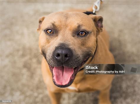 Are Pitt Bulls American Staffordshire Terrier Mix
