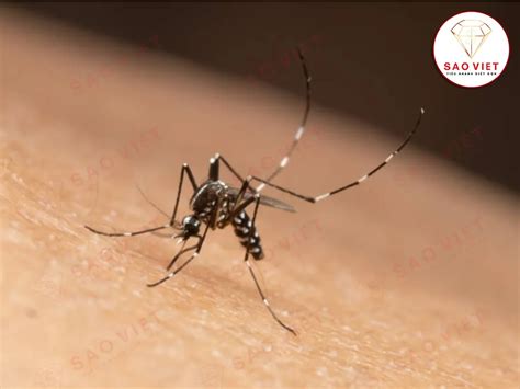 vong doi cua muoi chi tiet  giai doan phat trien tu trung den truong