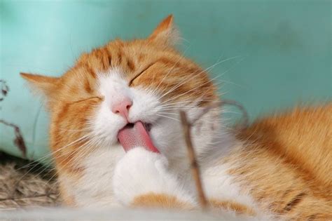 nama kucing jantan  bagus  menggemaskan kumparancom