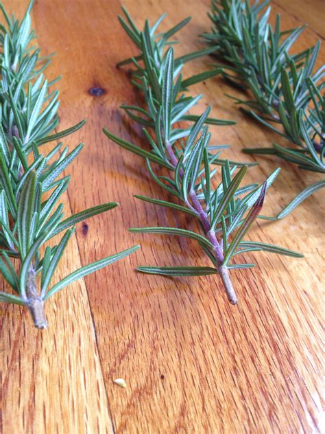 how to propagate rosemary from cuttings 11