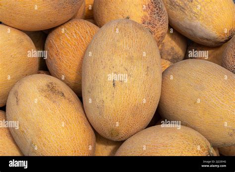 yellow melon images  res stock photography  images alamy