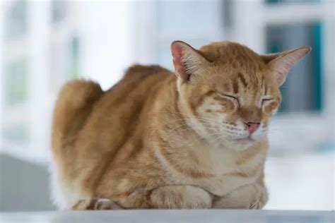Meu Gato Não Quer Comer E Só Fica Deitado - Meu gato não quer comer e só fica deitado: como ajudá-lo?