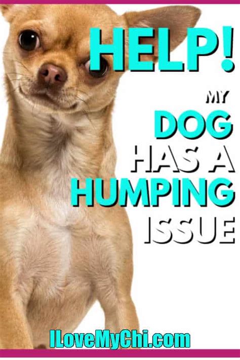 Why Do Female Chihuahuas Hump
