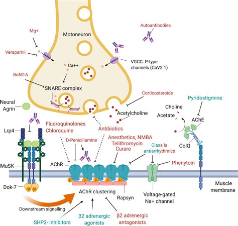 Neuromuscular Blocking Agents Mechanism Of Action