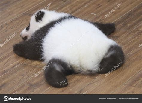 Sleeping Baby Pandas