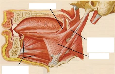 EXTRINSIC Tongue Muscles Diagram | Quizlet
