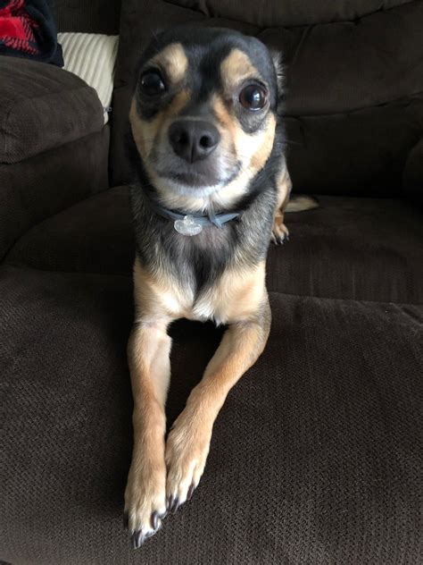 He looks like this every morning : r/Chihuahua