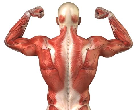 Muscles Of Back: Anatomy, Origin, Insertion, Function Mobile Physio ...