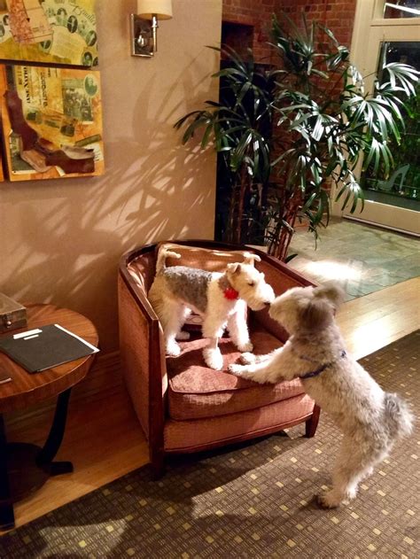 Dog Friendly Lynchburg, VA - BringFido
