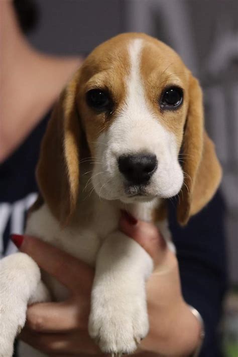 Pistache | Purebred, healthy Beagle puppy for sale | NewDoggy.com