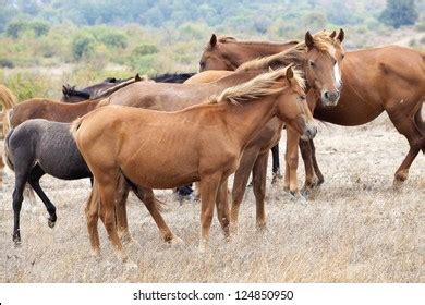 Herd Wild Horses Stock Photo 124850950 | Shutterstock