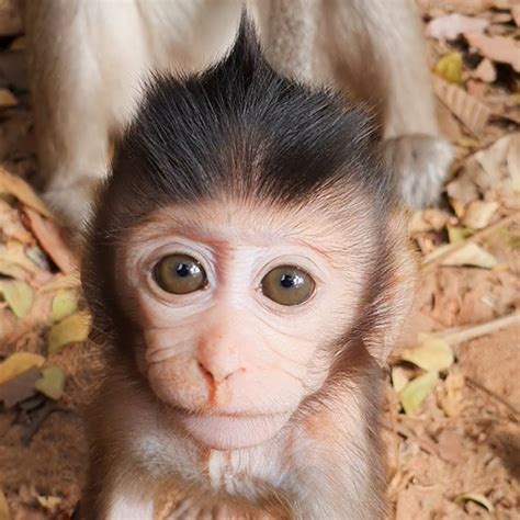 Best cute baby monkey and wildlife monkey | Explore Monkeys Videos