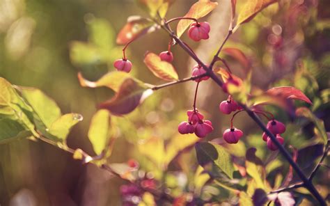 Branches, Leaves, Berries, Flowers wallpaper - Coolwallpapers.me!