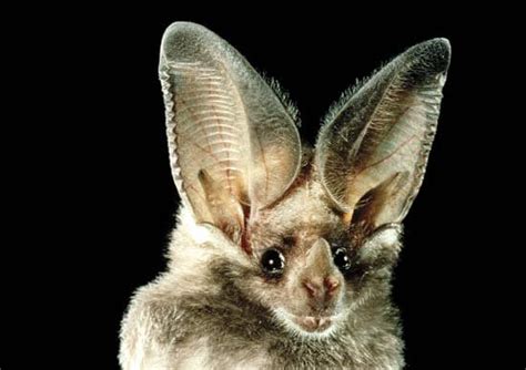 bat ears  awesome rpics