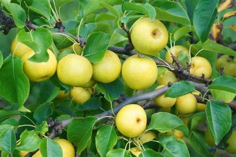 How to Grow and Care for Asian Pear Trees | Gardener's Path