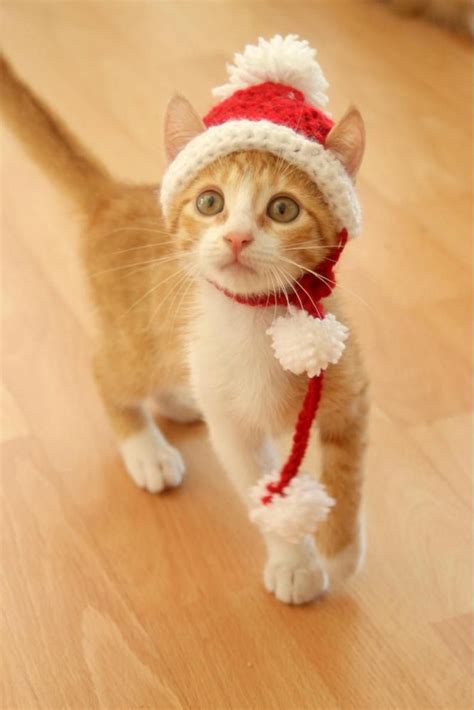 Cat With Santa Hat - EllenkruwAvery