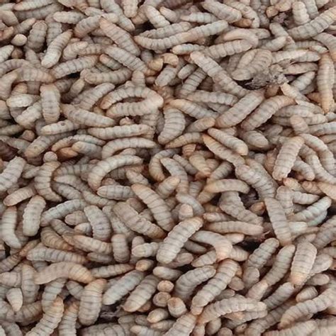 Life BSF Larvae (1kg) - HTS Farms