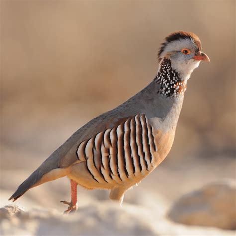 partridge shooting seasons  spain england  morocco