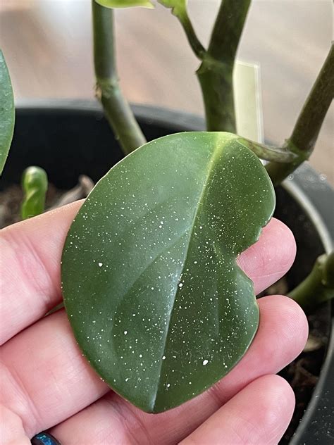 What are these tiny specks? They don’t fit any description of pests