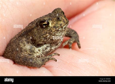 portrait   tiny frog stock photo alamy