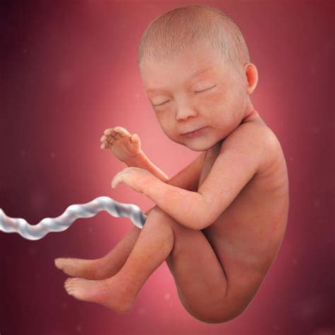 Fetal development - 30 weeks pregnant - BabyCenter India