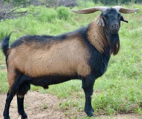types  goats  breeds   types  goats