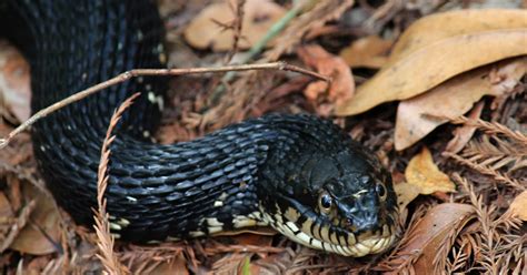 mitcheci photos: Florida: Water Moccasin Snake