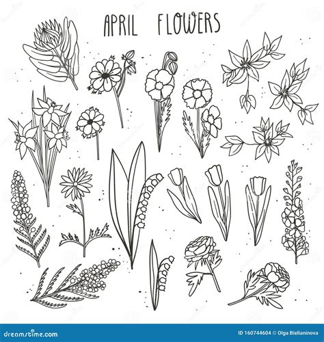 April Flowers Doodle Hand Drawn Vector Illustration. King Protea