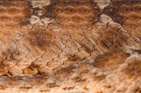 THE MOST VENOMOUS SNAKES OF AFRICA – KENYA | Living Zoology