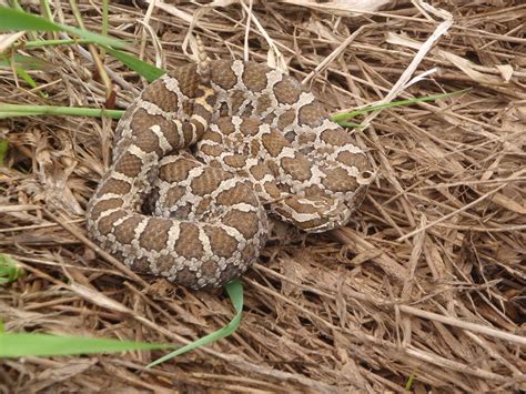 Massasauga Snakes In Wisconsin Study Examines Life History Of