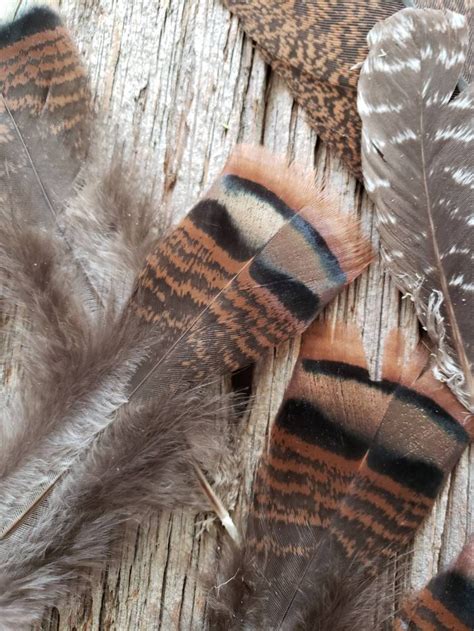 Wild Turkey Feathers - Etsy