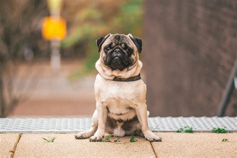 Chubby+Wives Photos, Download The BEST Free Chubby+Wives Stock Photos