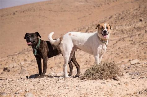 Cio Ou Cio De Cachorro - Cachorro no Cio: Comportamento e Cuidados | Focalizando
