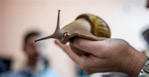 Giant African land snail invasion in Florida - warning that creatures ...