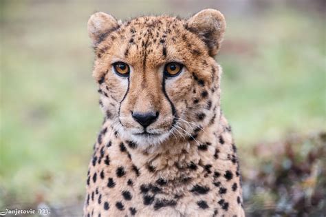 cheetah, Wild, Cat, Muzzle Wallpapers HD / Desktop and Mobile Backgrounds