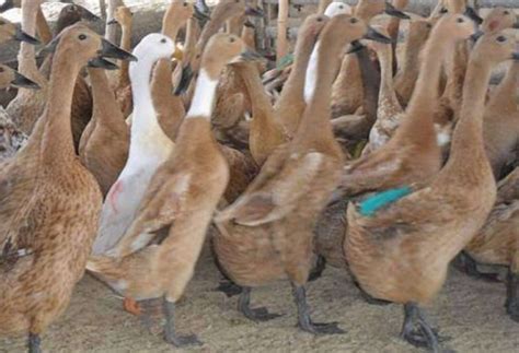 itik bebek jantan lokal