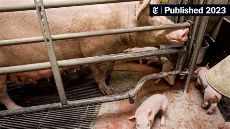Opinion | Is Cheap Pork Worth the Abuse of Pigs? - The New York Times