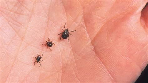 Tick Identification - Deer Ticks, Lone Star Ticks, Dog Ticks